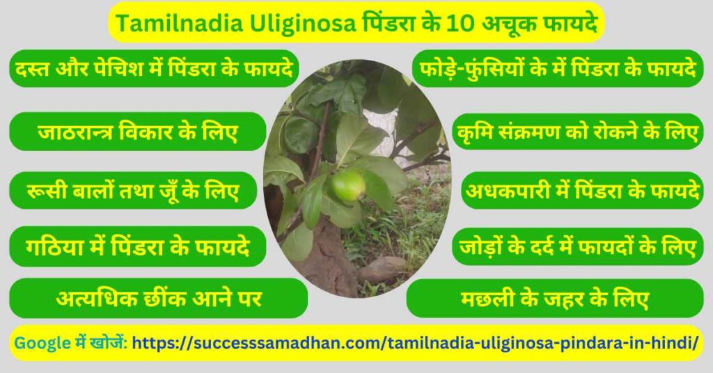 10-अचूक-फायदे-Tamilnadia-uliginosa-pindara-in-hindi