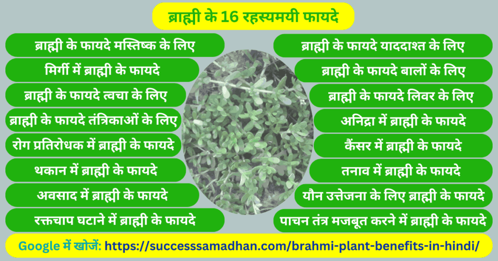 असली-ब्राह्मी-के-16-रहस्यमयी-फायदे-brahmi-plant-benefits-in-hindi