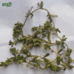 ब्राह्मी-का-पौधा-दिखाएं